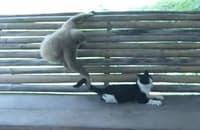 Monkey dogs and cats