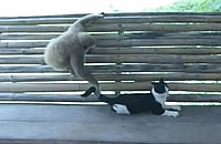 Monkey dogs and cats