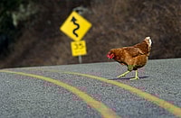 joke, chicken, famous, historical figures