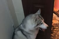 husky, mess