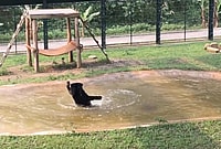 Tuffy the bear, bile farm