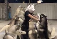 Husky dog mask