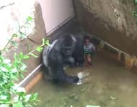 Harambe