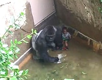 Harambe
