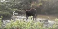 Moose