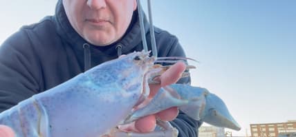 Cotton Candy Lobster