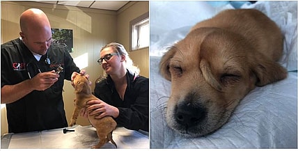 A 10-week-old 'unicorn' puppy saved by a Missouri rescue has become an internet sensation for a very unusual reason