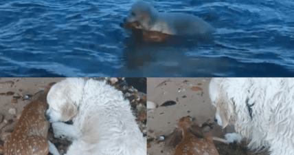dog rescues deer