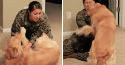 marine dog homecoming