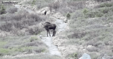 moose bear