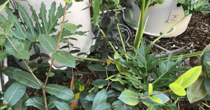spot the snake