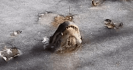 alligators frozen in ice