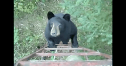 bear encounters