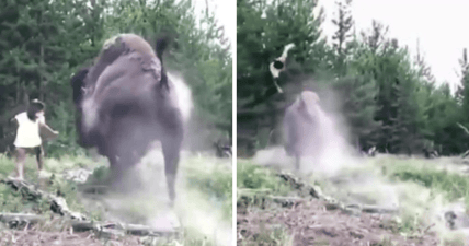 bison charges girl