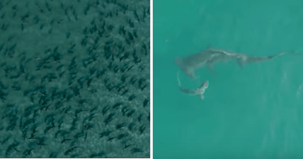 hammerhead blacktip