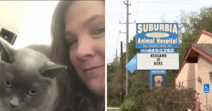 euthanized cat rabies shot