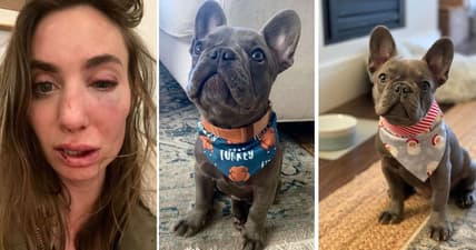 French bulldog puppy stolen