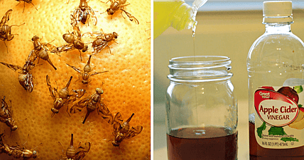 Fruit flies