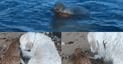 dog rescues deer