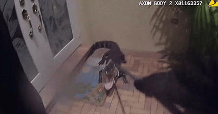 cop captures alligator