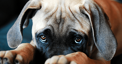 puppy dog eyes