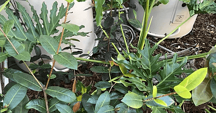 spot the snake