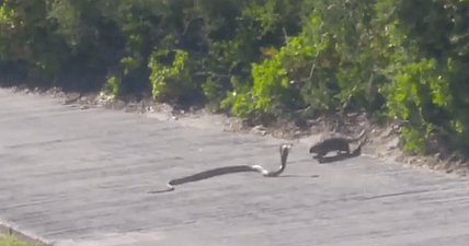 Mongoose hunts cobra