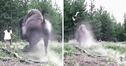 bison charges girl