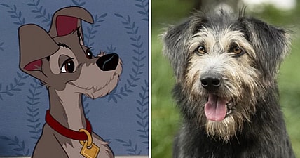 lady and the tramp shelter dog