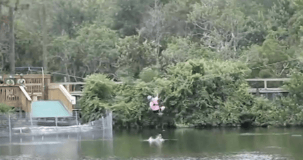 zip line alligator