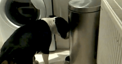 dog opens cabinet
