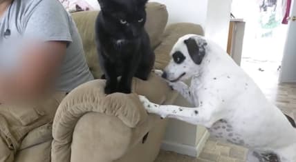 cat swipes dog