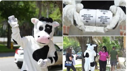 PETA COVID cow