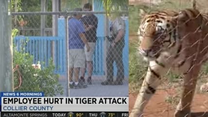 Flordia tiger attack Wooten's everglades airboat and animal sanctuary
