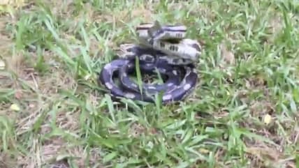 woman approaches snake