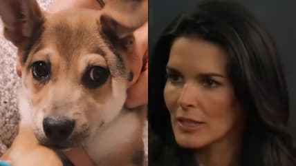 Angie Harmon Dog