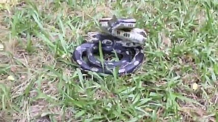 woman approaches snake
