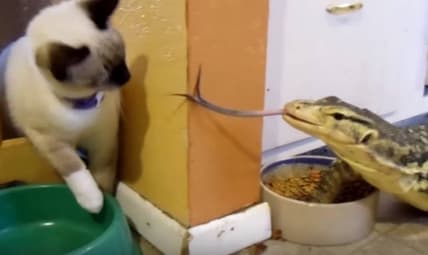 Komodo dragon kitten