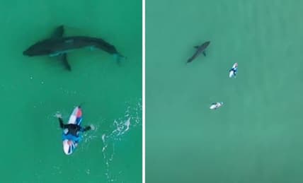 Shark