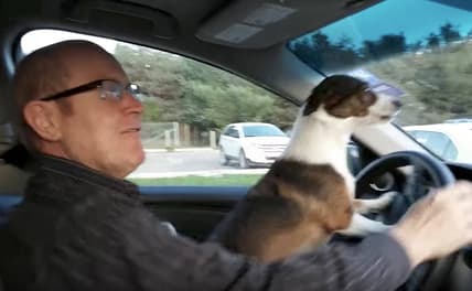 dog park video
