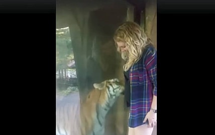 tiger cuddling pregnant woman
