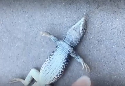 Lizard CPR
