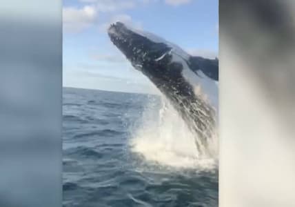 humpback whale fishing boat