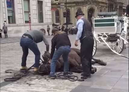 horse refuses to stand up