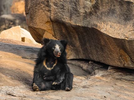Sloth Bear Attack