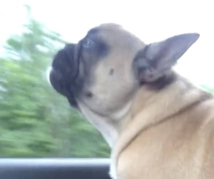 Dog sings Adele