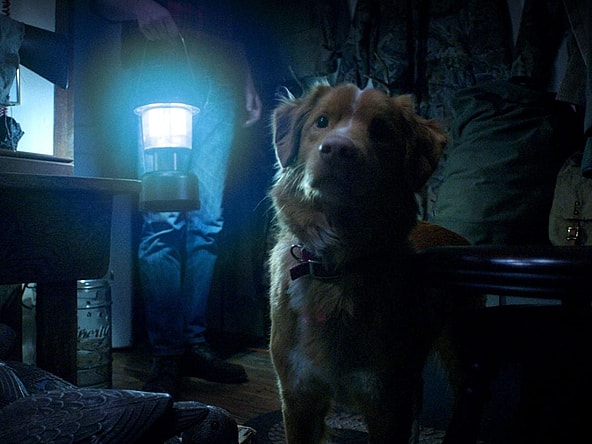 Good Boy Trailer Shudder