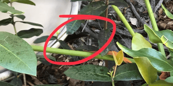 spot the snake