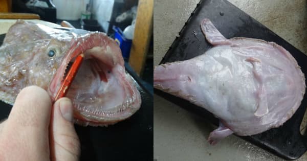 fish1e-620x326