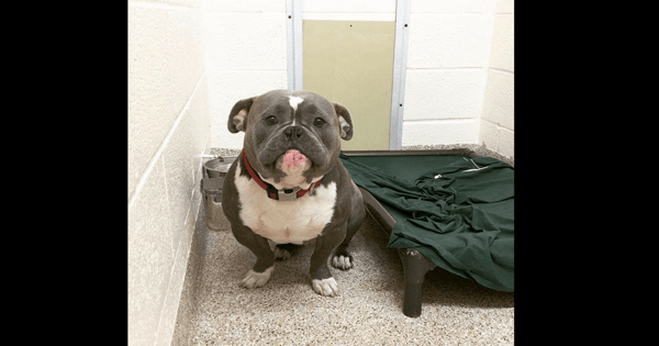 rescue dog